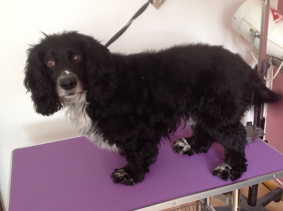 Tinas Top To Tails Dog Grooming Cheltenham