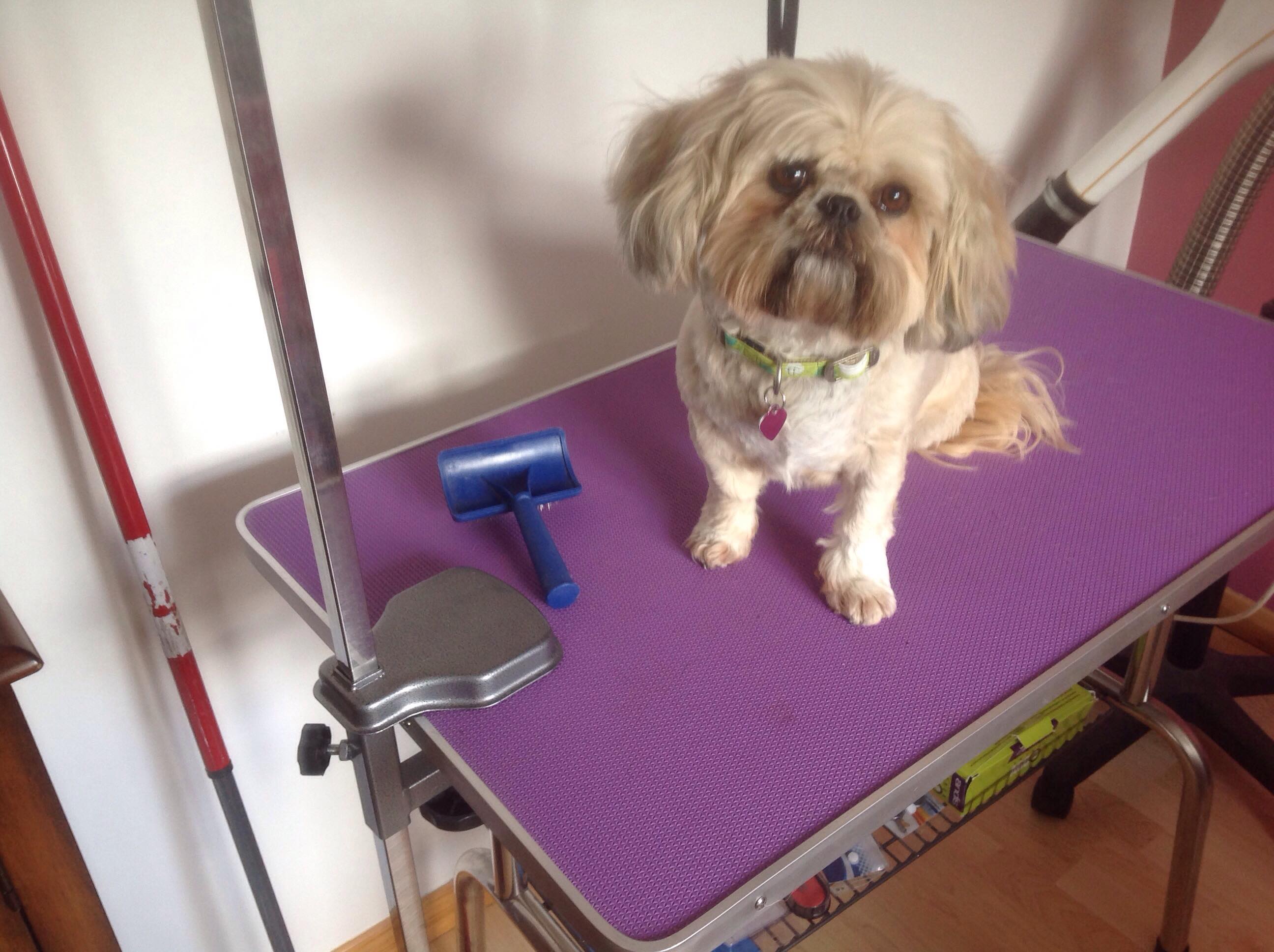 Tinas Top To Tails Dog Grooming Cheltenham